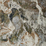 Cape Town Natural Forest Easy Care Rug - Coppola Home